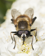 Polydontomyia curvipes
