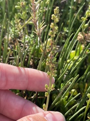 Triglochin concinna concinna