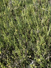 Triglochin concinna concinna