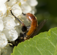 Polydontomyia curvipes