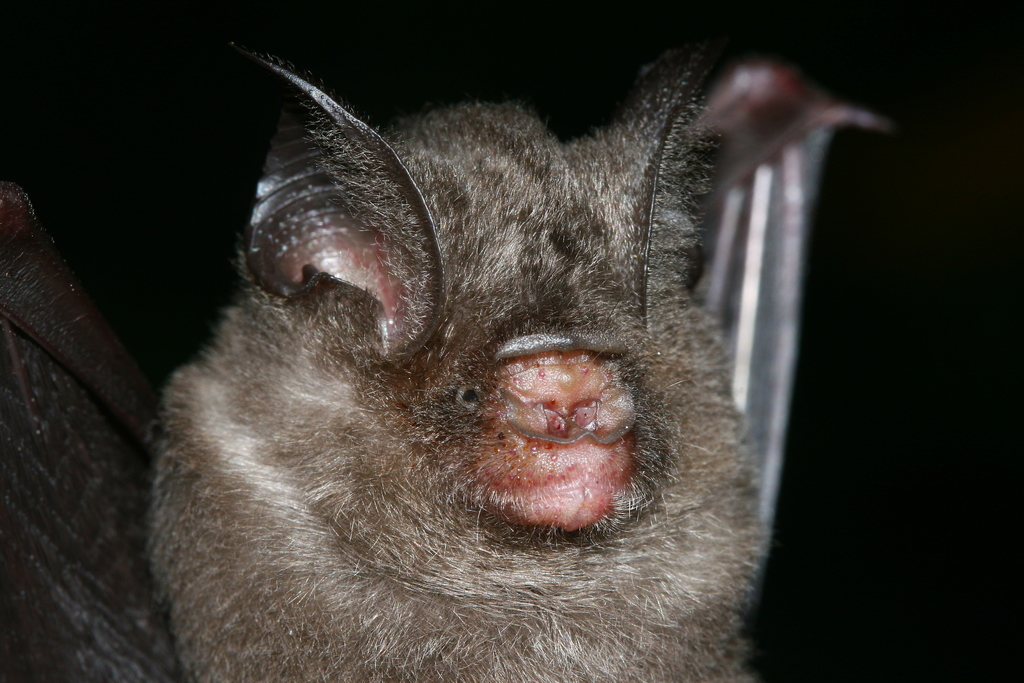 Bicolored Leaf-Nosed Bat