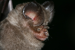 Hipposideros bicolor
