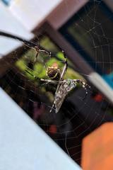 Argiope argentata
