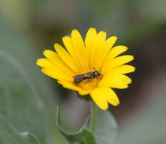 Ceratina