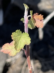 Ribes tortuosum