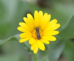 Ceratina