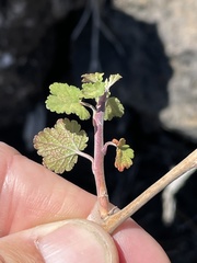 Ribes tortuosum