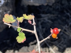 Ribes tortuosum