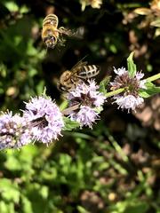 Apis mellifera