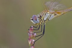 Sympetrum fonscolombii