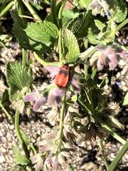 Pyrrhocoris apterus