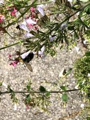 Bombus