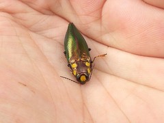 Metataenia erythrocephala
