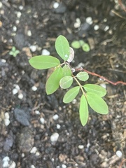 Euphorbia hypericifolia