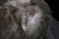 Hipposideros bicolor