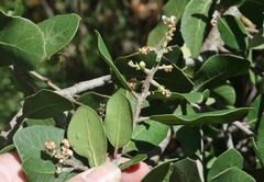 Rhus integrifolia × ovata