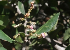 Rhus integrifolia × ovata