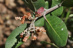 Rhus integrifolia × ovata
