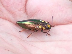 Metataenia erythrocephala