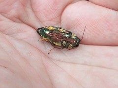 Metataenia erythrocephala