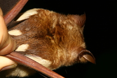 Hipposideros diadema