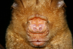 Hipposideros diadema