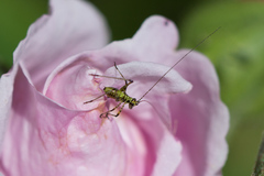 Phaneroptera nana