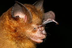 Hipposideros larvatus
