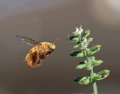 Xylocopa sonorina
