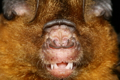 Hipposideros larvatus