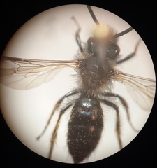 Andrena bicolor