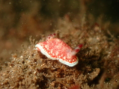 Felimida baumanni