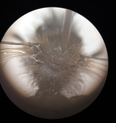 Andrena bicolor