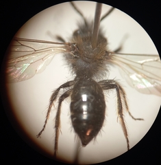 Andrena bicolor