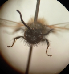 Andrena bicolor