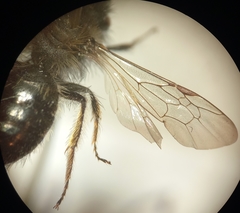Andrena bicolor