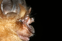 Rhinolophus affinis