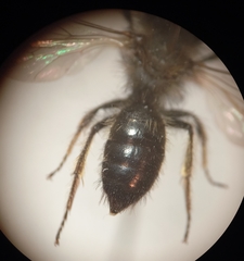 Andrena bicolor