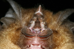 Rhinolophus affinis