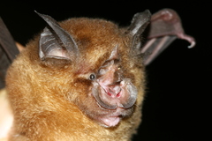 Rhinolophus affinis