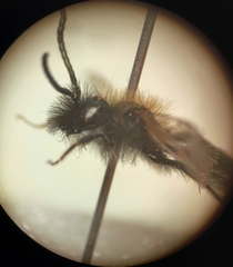Andrena bicolor