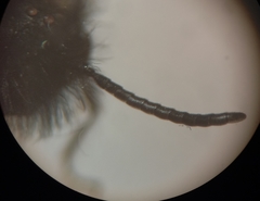 Andrena bicolor