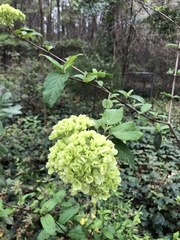 Viburnum macrocephalum