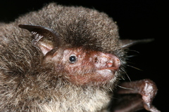 Myotis muricola
