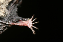 Myotis muricola
