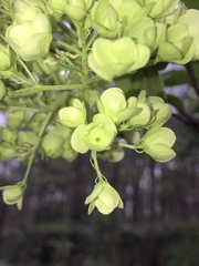 Viburnum macrocephalum