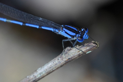 Argia insipida