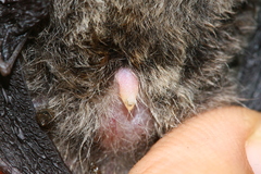 Myotis muricola
