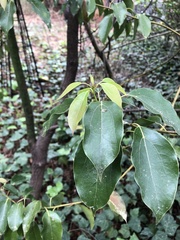 Cinnamomum parthenoxylon