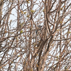 Aphelocoma californica